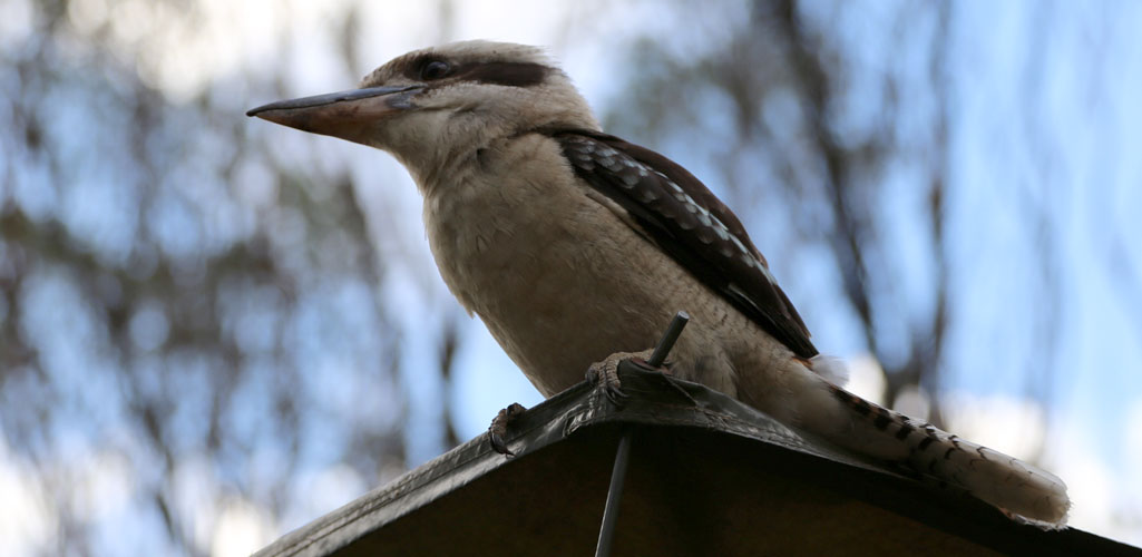 Kookuburrra at Kylies Beach, Crowdy Bay National Park