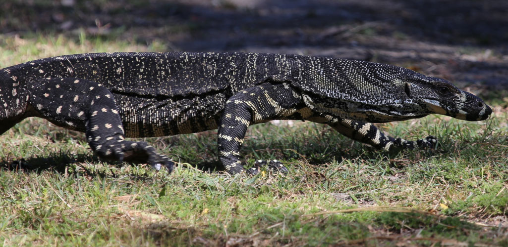 Goanna at Kylies Beach Campground