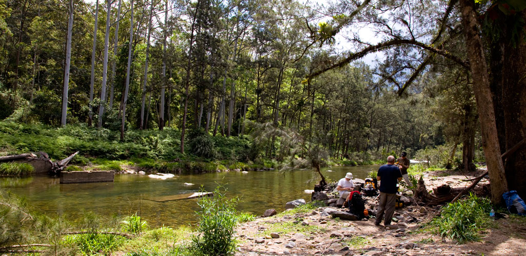 New England National Park, near Armidale NSW