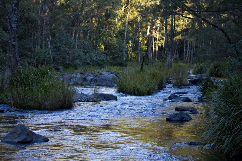 Manning River at Gloryvale ReserveThere had been a decent amount of rain when this photo was taken, so the river is a little higher than normal