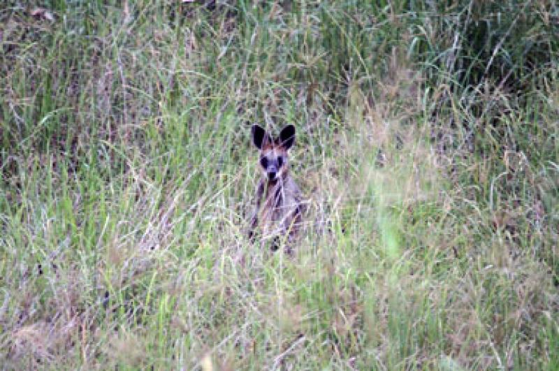 WHIPTAIL WALLABY (Macropus parryi)Thanks to Kaye for identifying this little fellow