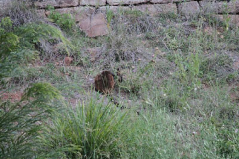 also called...pretty face wallaby, grey-faced wallaby, grey flier, blue flier, jabali