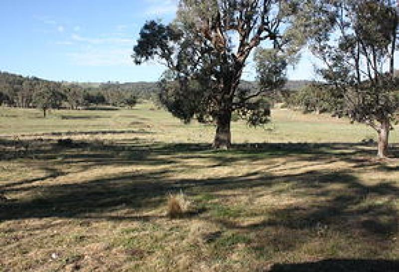 Koala Campsite