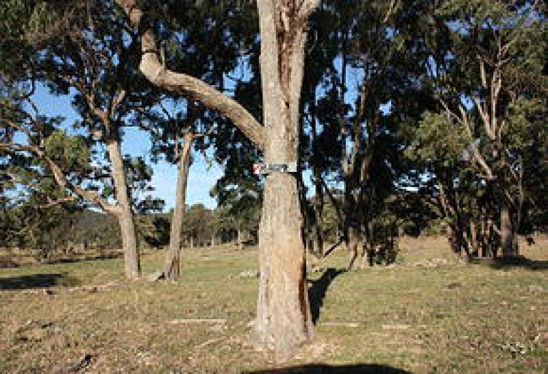 Magpie Campsite