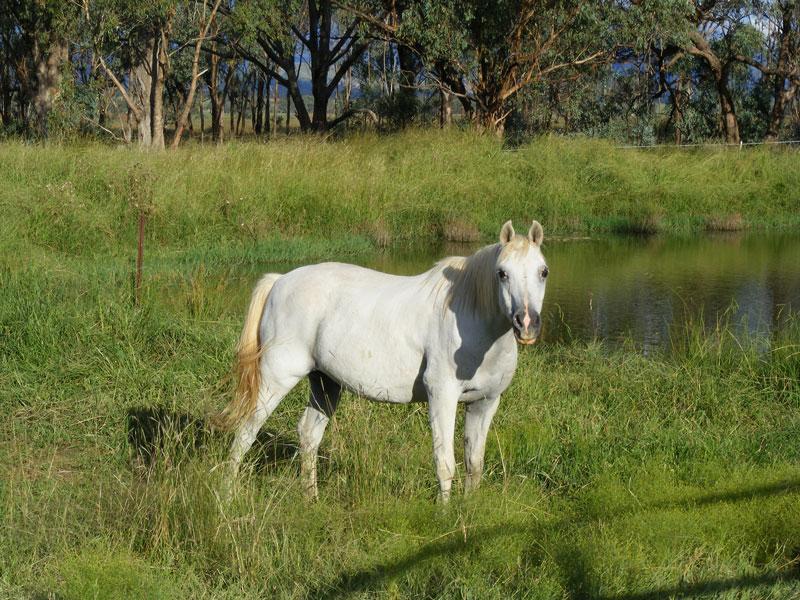 Ranjen Farm StayA working farm