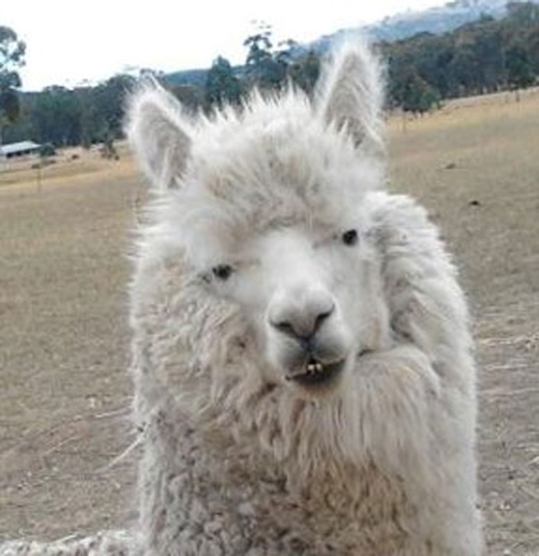 Al PacinoOne of the locals at Wishbone Therapy Farm