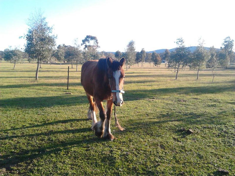 JunebugOne of the locals at Wishbone Therapy Farm