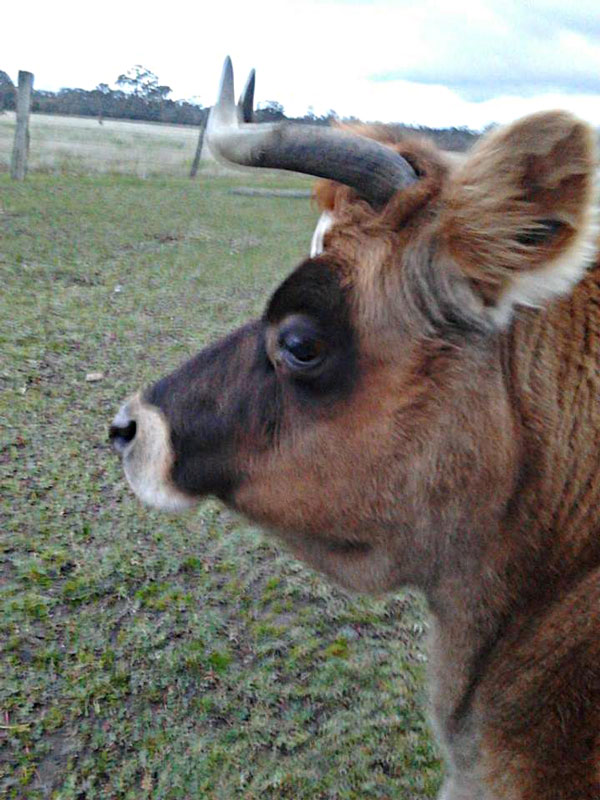 Sweatpea...and another local, ready to welcome you to Wishbone Therapy Farm