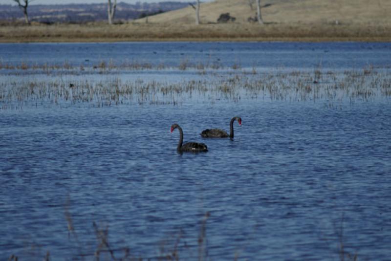 Black Swans on Dangars LagoonOn the Eastern side of Uralla, Dangars Lagoon is a popular place for bird watchers.