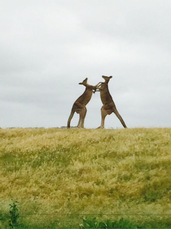 Princetown Recreation ReserveKangaroos boxing to find out who is going to get the best campsite...