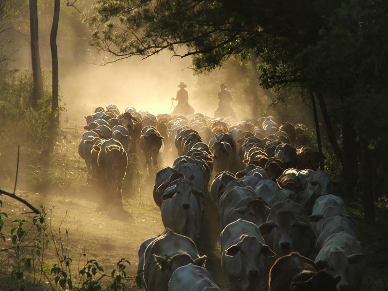 Cattle MusteringSprinvale is a working cattle property