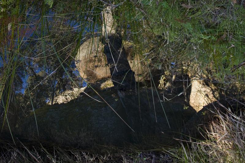 Small pond on the Warrigal walk from Native Dog camp area