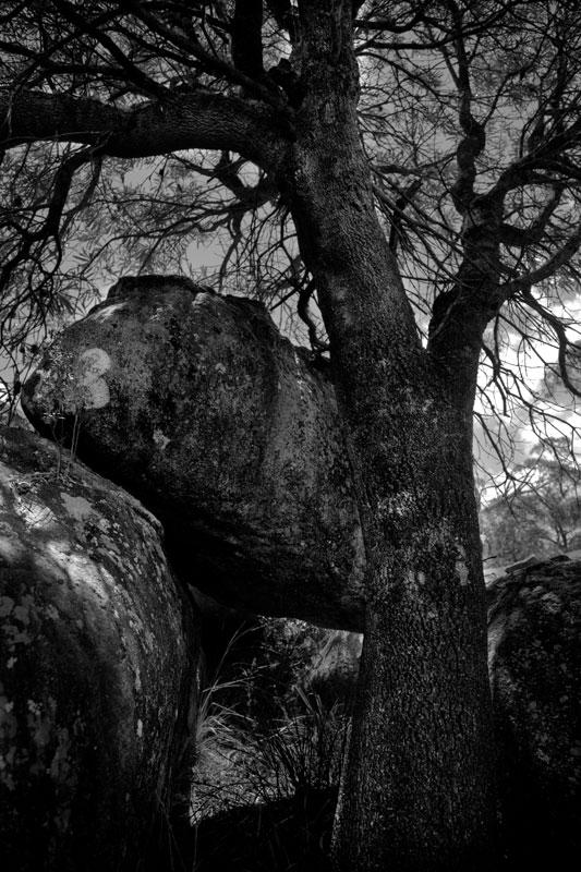 Trees have to find a spotThe trees take any chance they can get to grow amongst the Woolpack Rocks