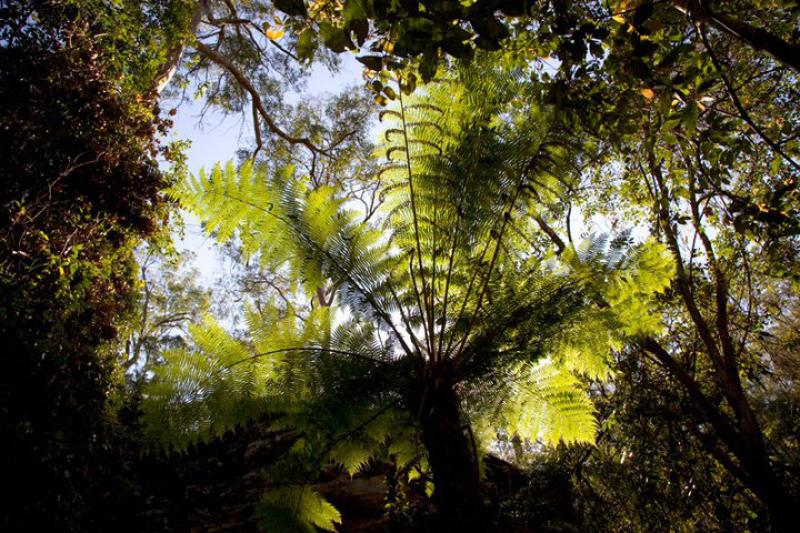 Cania GorgeTree fern on the rainforest walk