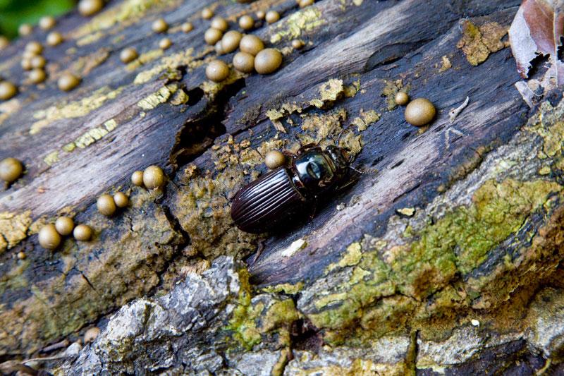 Cania GorgeBeetle on a log, rainforest walk in Cania Gorge