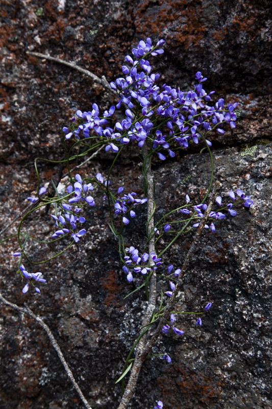 Comesperma volubile on graniteThis native climber made and interesting study against the red lichen on the granite rock.  It was taken in the last section of the walk up to Woolpack Rocks in Cathedral Rocks National Park.