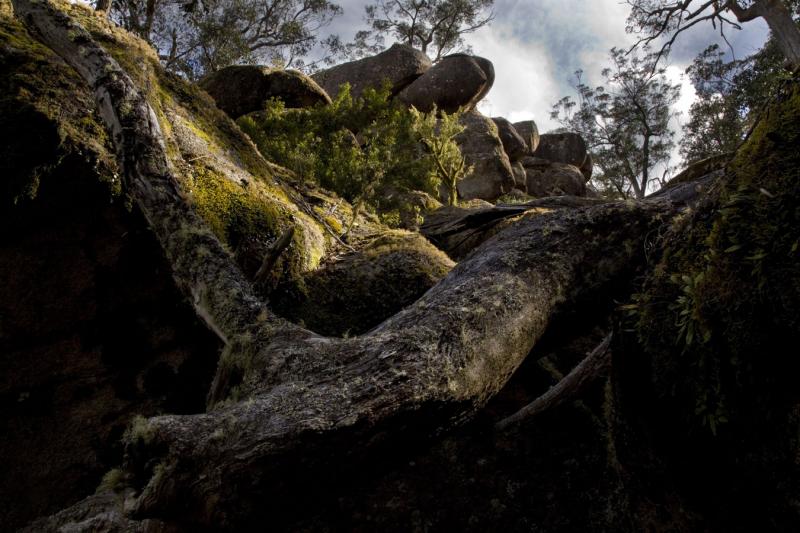 Fallen Tree at Cathedral RocksOn the walking track from Barokee campground