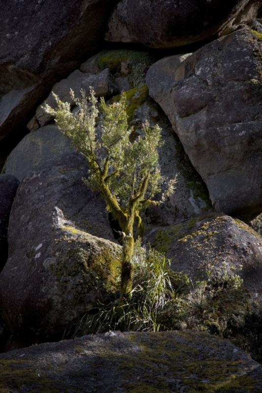 In the spotlightIt was almost as if the sun had picked out this small moss covered tree. The plant life here has to find any nook it can among the granite boulders