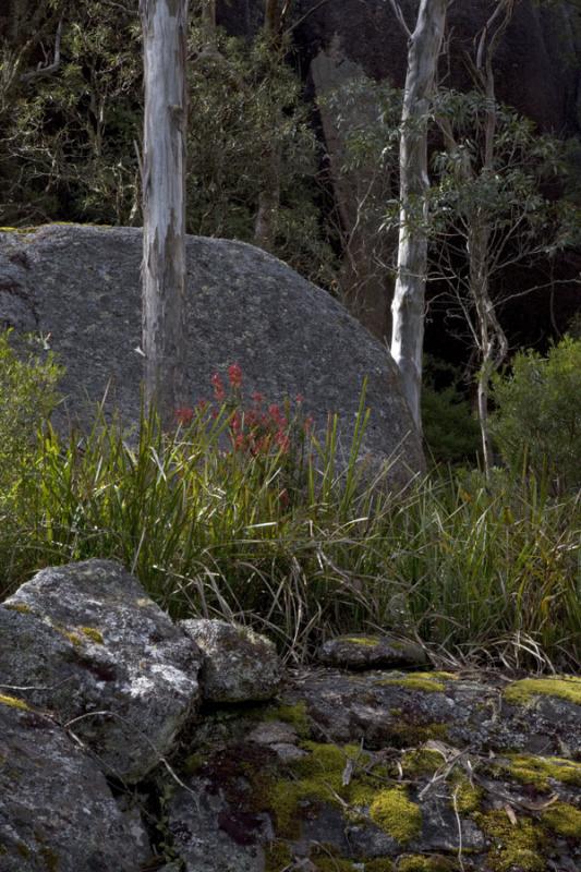 Near Barokee campground in Cathedral Rocks National ParkThe lomandra outline the gaps in the granite on the Cathedral Rocks walking track.