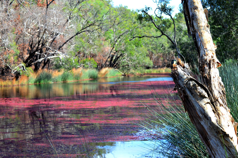 Wongi Waterholes