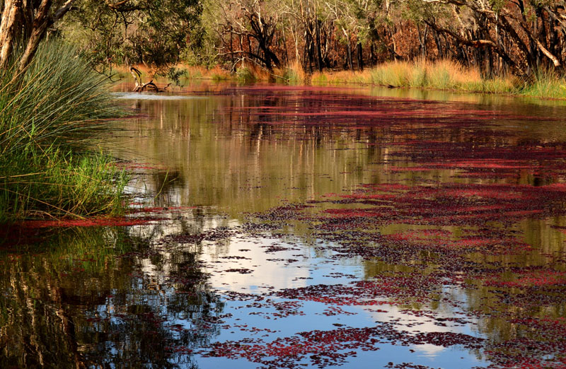 Wongi Waterholes