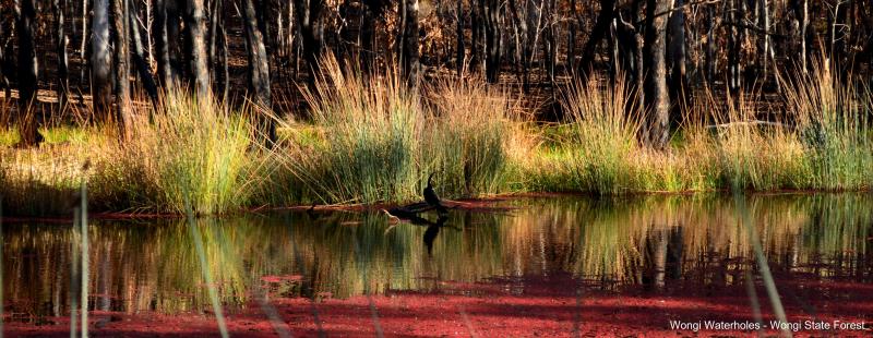 Wongi Waterholes