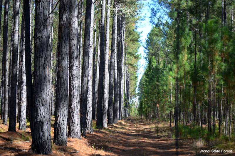 Wongi Waterholesdriving in the nearby forestry