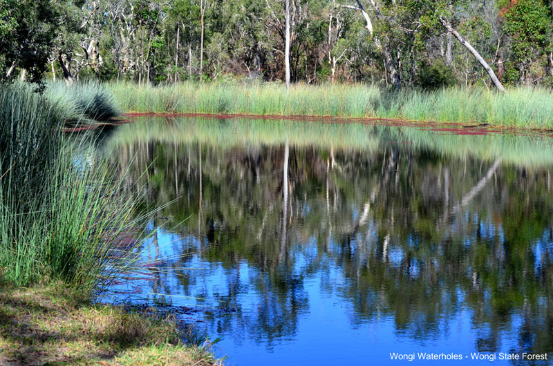 Wongi Waterholes