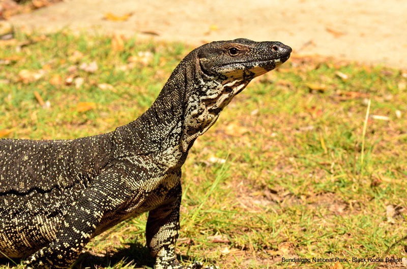 Black Rocks- - Visitor to our campsite