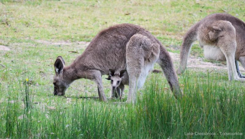 Cressbrook DamKangaroos grazing in the campground