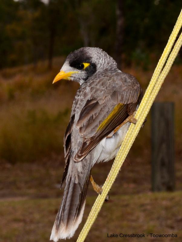 Cressbrook Damso many beautiful birds at this campground