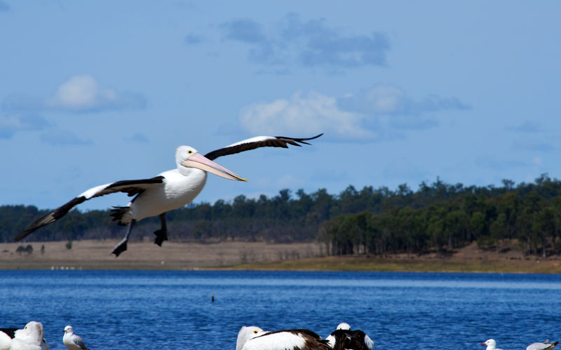 Yallakool ParkPelicans on Bejelke Petersen Dam