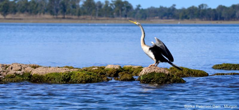 Yallakool ParkBirdlife on Bjelke Petersen Dam