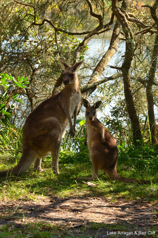 Lake ArraganKangaroos grazing at our campsite - Lake Arragan