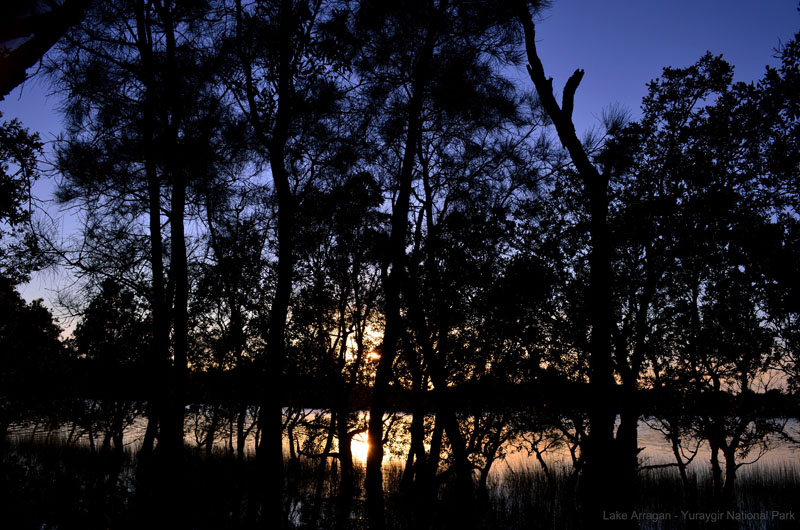 Lake Arragandawn through the paperbarks at Lake Arragan campground