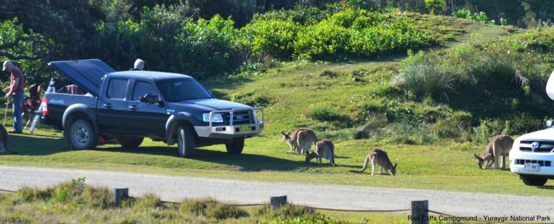 Red Cliff and Grey Cliffkangaroos grazing at the campsites - Red Cliff Campground