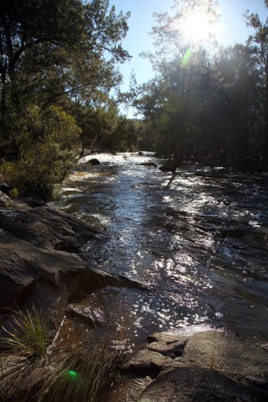 The Namoi River in Warrabah National ParkSun shining through casurinas and lomandra along the Namoi River in Warrabah National Park