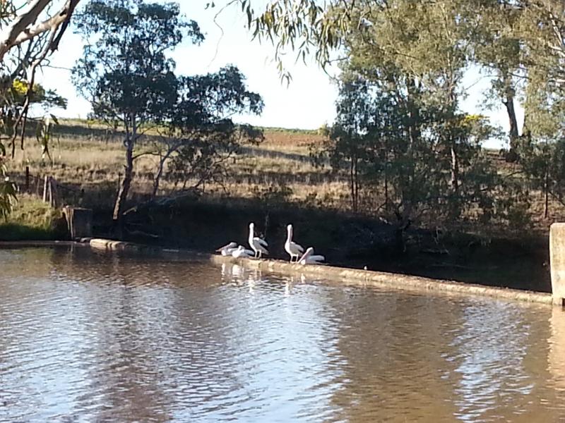 Bogan Weir