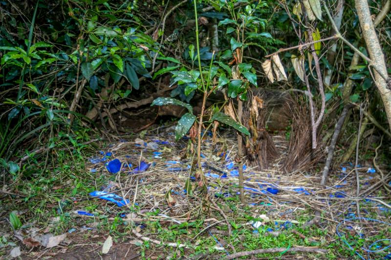 CoachwoodBowerbird nest