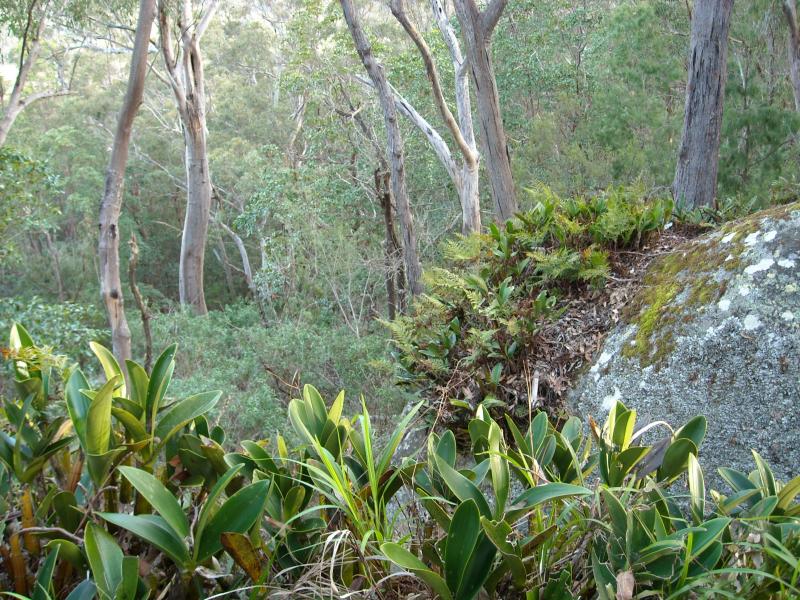 Cullendore High Country