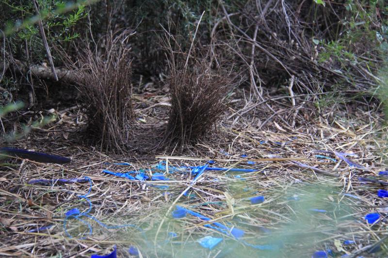 Burnt BridgeBowerbird nest in Burnt Bridge camp