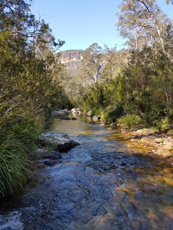 Acacia FlatThe creek right near Acacia Flat Campground