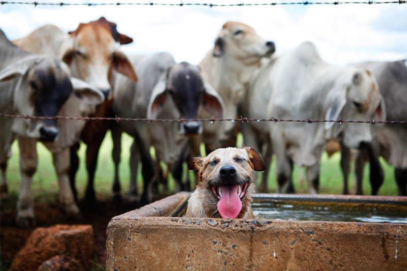 Alkoomi Adventure Farm