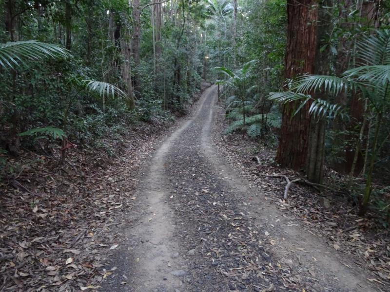 Laniakea Rainforest CampingThe Driveway into the camp