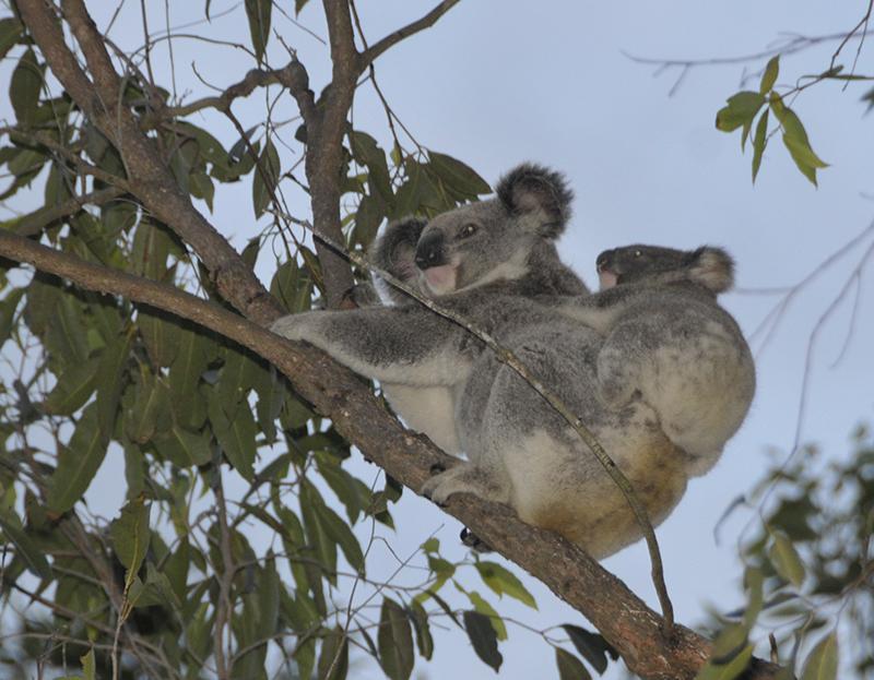 The Channon VillageKoalas live in and around the campground