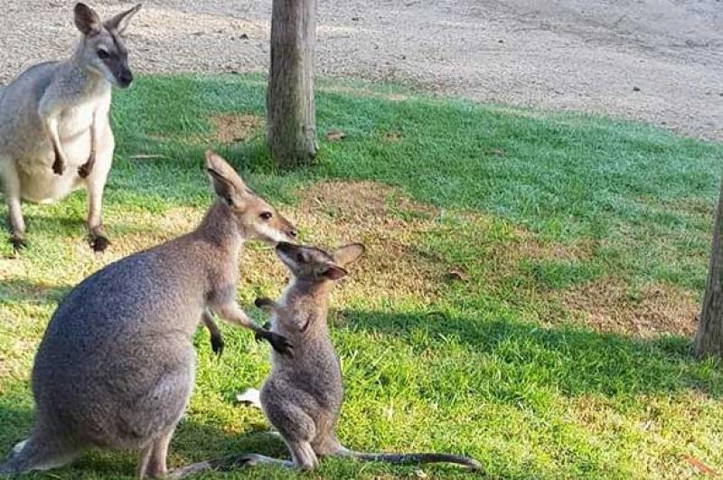 Sandy CreekSandy Creek Campin' local wildlife and their babies are regular visitors.