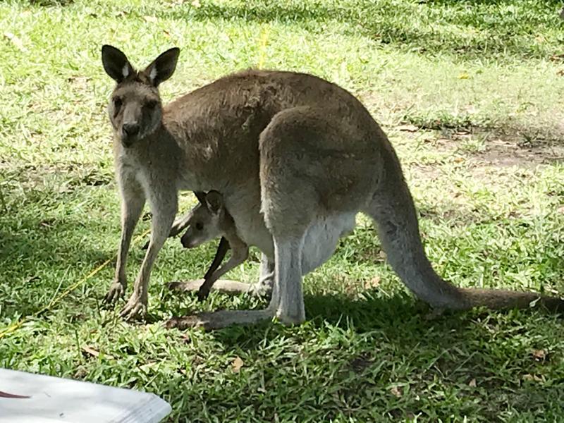 Apex Camps Sunshine CoastWildlife