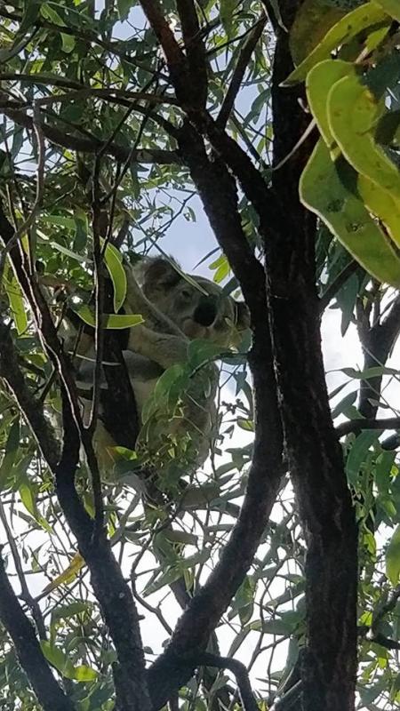 Apex Camps Magnetic IslandWildlife