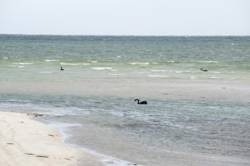 Eight Mile CreekThe bird reserve only 50 metres away. Black Swans on the Ocean-- hah.