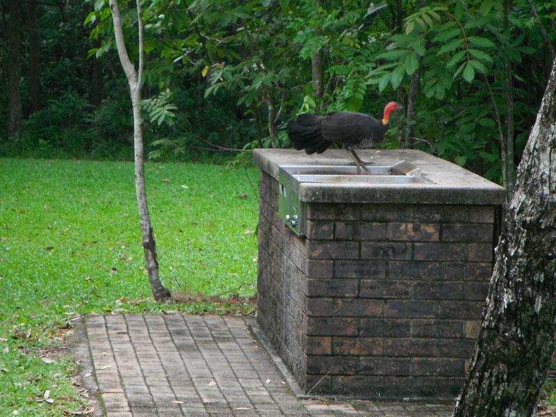 Locals maintaining the barbecueThis scrub turkey was making sure the barbecues are clean before the next campers arrive.